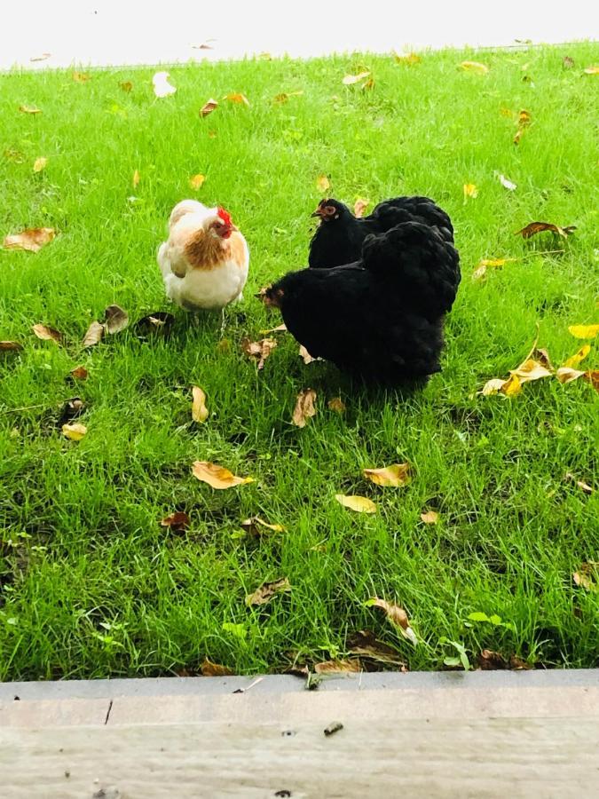 B &B Yuupke Maasbree Noord-Limburg Venlo Roermond Panzió Kültér fotó